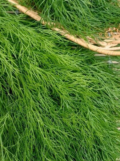 Dilles krūmu BOUQUET 10 g  "W.Legutko"